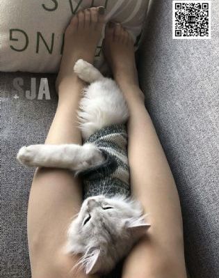 日本黄色动画片